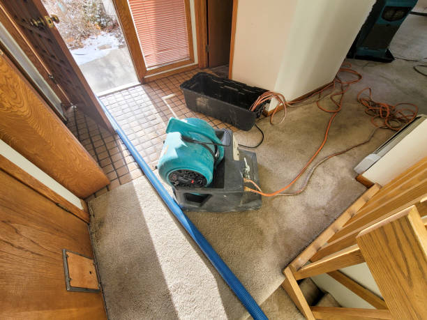 Best Professional water damage repair  in Wills Point, TX