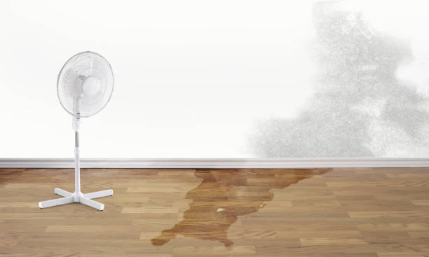 Best Local water damage restoration  in Wills Point, TX